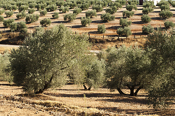 Image showing Olive trees