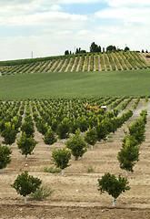 Image showing Yang orange trees plant