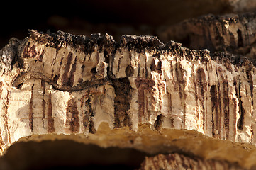 Image showing Cork crust