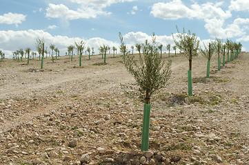 Image showing Yang olive trees in a row