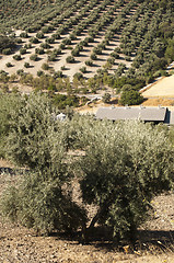 Image showing Olive trees in plantation