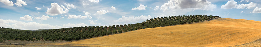 Image showing Panoramic image of olive plantation