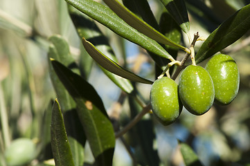 Image showing Olives on a branch