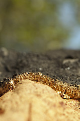 Image showing A corkwood tree