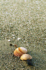 Image showing Beach sand and shells