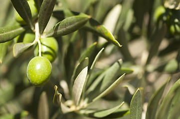 Image showing Olives on a branch