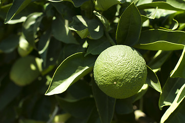 Image showing Green unripe orange fruit