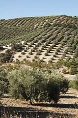 Image showing Olive trees in plantation