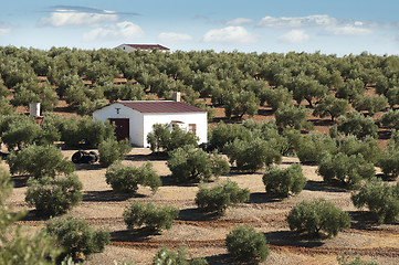 Image showing Olive trees