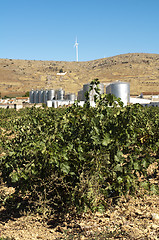 Image showing Vineyards and winery factory