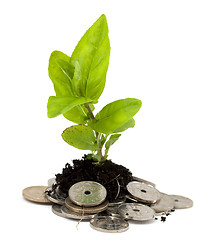 Image showing Money tree