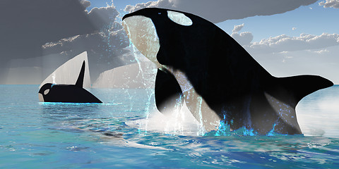 Image showing Orca Whales