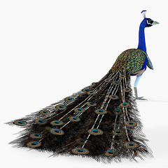 Image showing Peacock Profile