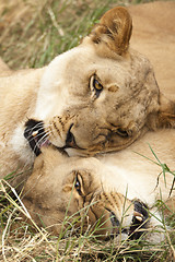 Image showing Pair of muzzles