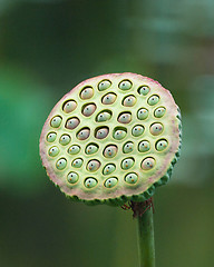 Image showing Fruit of White Lotus 