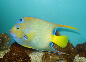 Image showing Colored fish