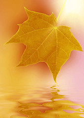 Image showing autumn maple leaf