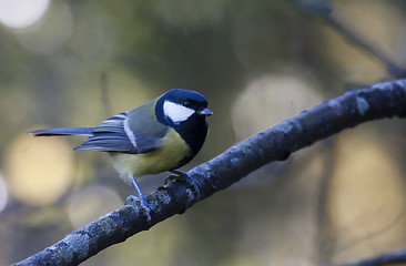 Image showing great tit