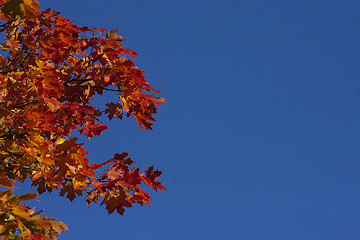 Image showing maple leaves in fall