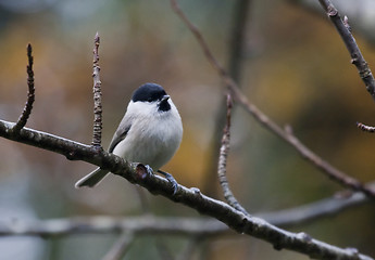 Image showing marsh tit