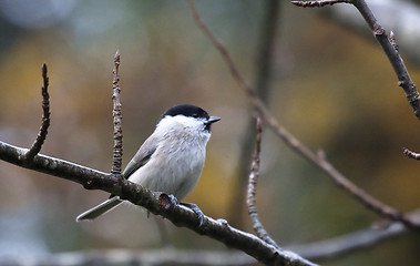 Image showing marsh tit