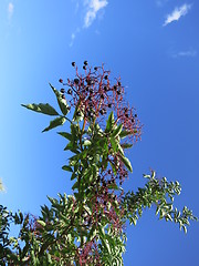 Image showing Bush with berries