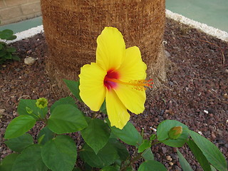 Image showing Hibiscus flower