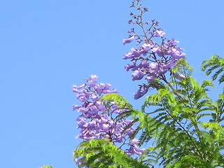 Image showing Blue flowers - blue sky