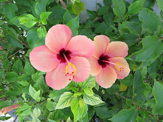 Image showing Hibiscus flowers