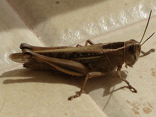 Image showing Grasshopper