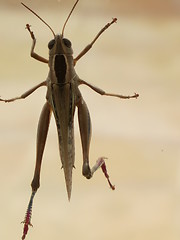 Image showing Grasshopper