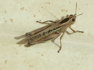 Image showing Grasshopper