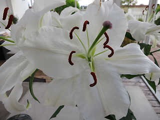 Image showing White Lilies