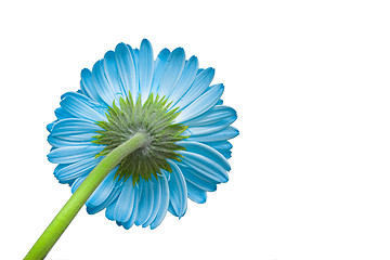 Image showing Blue flower