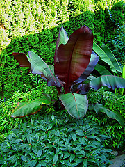 Image showing Garden Vegetation