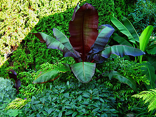 Image showing Garden Vegetation