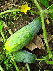 Image showing Fruits of a cucumber on a bed