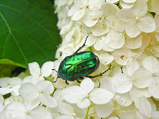 Image showing The motley green bug on the white leaves