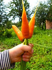 Image showing Hand with a bunch of carrots