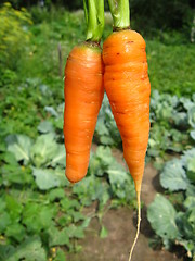 Image showing a bunch of pulled out carrots