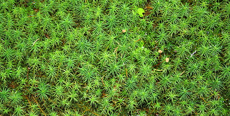 Image showing green moss