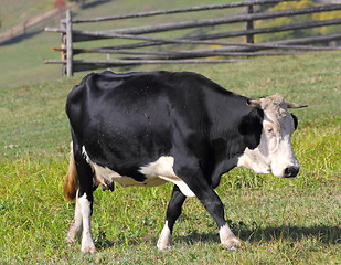 Image showing holstein in meadow