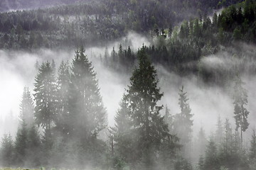 Image showing spruces in the mist