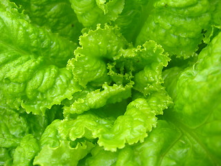 Image showing Green leaves of useful lettuce