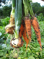 Image showing a bunch of pulled out carrots and leeks