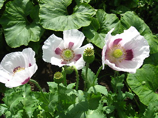 Image showing The beautiful  three flowers of a poppy