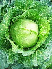 Image showing Big head of cabbage