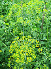 Image showing Fennel growing on a bed