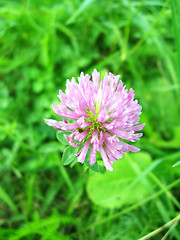 Image showing Pink flower of clover
