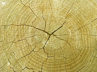 Image showing Pattern on a cut of a tree